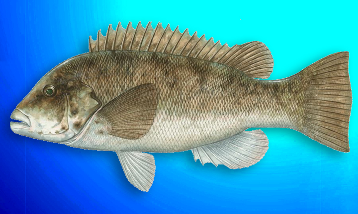 juvenile tautog